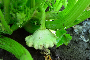 a pattypan squash is growing on the plant close up