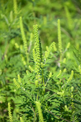 American common ragweed. Blooming bushes have not yet bloomed ambrosia. Dangerous plant, Ambrosia shrubs that causes allergic reactions, allergic rhinitis. Close-up. Selective focus.