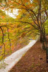 Lake Kawaguchi Maple Corridor during the autumn foliage season is the most beautiful. You can walk...