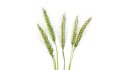 Wheat Stalks:  A vibrant cluster of five unripe wheat stalks, symbolizing growth, harvest, and abundance.