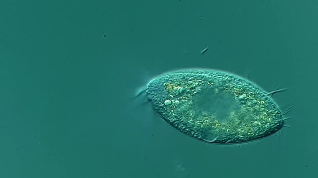 Movement of Ciliates under microscope 