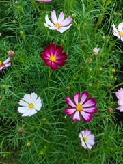 grass and flowers