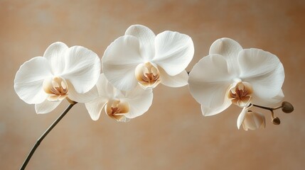 Obraz na płótnie Canvas Three elegant white orchids with peach centers against a beige background.