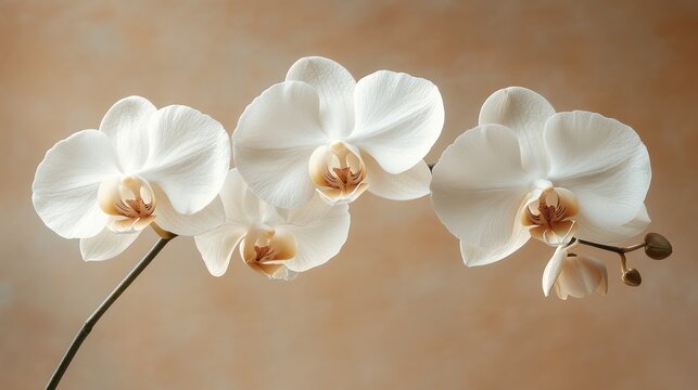 Three elegant white orchids with peach centers against a beige background.