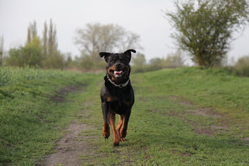 Rottweiler läuft auf Kamera zu auf einem Feldweg