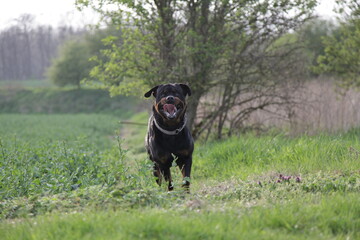 Rottweiler läuft auf Kamera zu auf einem Feldweg