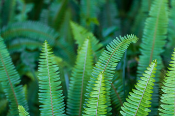 Green fern leaves