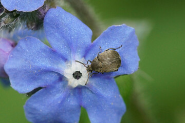 Closeup on a small Bean weevil , broom seed beetle or Scotch broom bruchid, Bruchidius villosus beetle on a blue Pentaglottis sempervirens flower