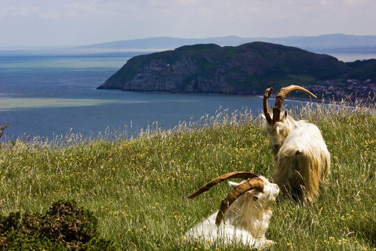 Two horned Kashmiri Goats atop the Great Orme with the Little Orme & Llandduno Bay behind, Llandudno, Conwy, North Wales
