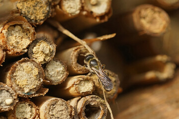Closeup on a female Large scissor bee, Chelostoma florisomne , at her nest in the bee-hotel