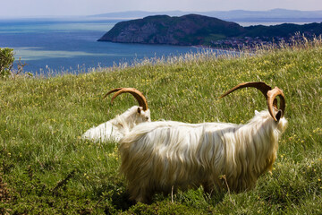 A pair of horned Kashmiri goats atop the Great Orme overlooking Llandudno Bay and the Little Orme, Llandundo, Crueddyn Peninsula, Conwy, North Wakes