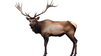 Fototapeta premium Majestic Elk in Profile 