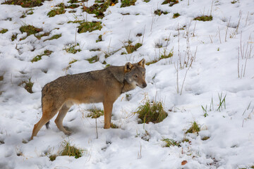 Obraz premium Lo sguardo del lupo nelle neve in Abruzzo, Italia