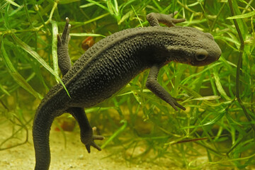 Closeup on a female Japanese fire-bellied newt, Cynops pyrrhogaster, in an aquarium