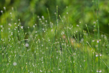 Morning Dew on Horsetail in the Summer Morning; Toyama, Japan
