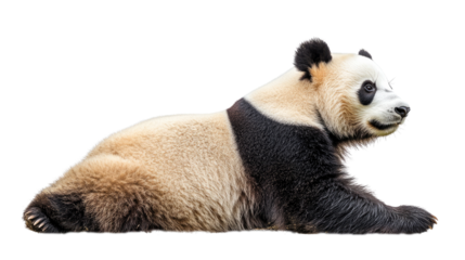 Giant Panda Relaxing: Majestic giant panda lies peacefully, showcasing its distinctive black and white fur. A captivating profile view of this endangered species.