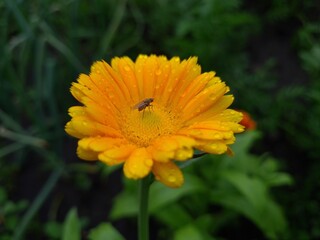 Radiant Calendula Flowers in Bloom