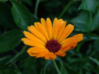 Radiant Calendula Flowers in Bloom