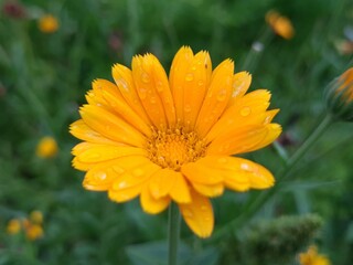 Radiant Calendula Flowers in Bloom
