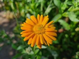 Radiant Calendula Flowers in Bloom