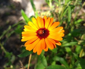 Radiant Calendula Flowers in Bloom