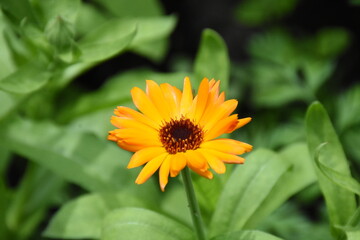 Radiant Calendula Flowers in Bloom