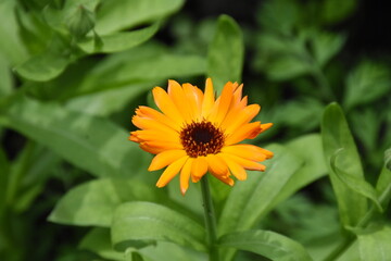 Radiant Calendula Flowers in Bloom