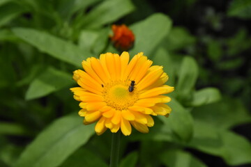Radiant Calendula Flowers in Bloom