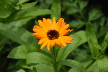 Radiant Calendula Flowers in Bloom
