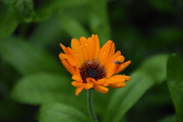 Radiant Calendula Flowers in Bloom