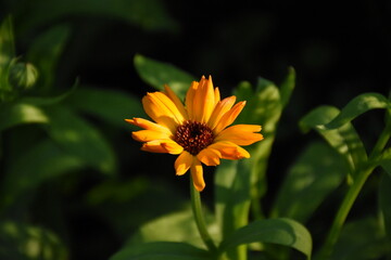 Radiant Calendula Flowers in Bloom