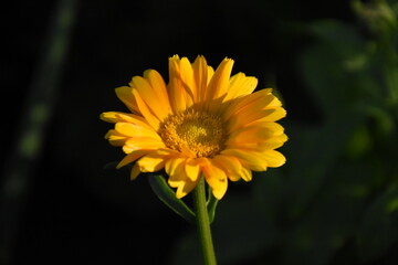 Radiant Calendula Flowers in Bloom