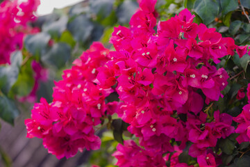 Selective focus of purple red Bougainvillea flower in the garden, The inflorescence consists of large colourful petal like bracts which surround three simple waxy flowers, Natural floral background.