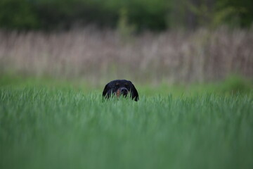 Rottweiler springt durch ein Feld mit verrücktem Blick