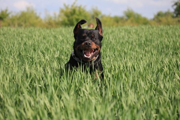 Rottweiler springt durch ein Feld 
