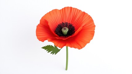 Obraz premium A vibrant red poppy flower with a green stem and leaf.