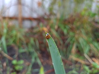 Ladybug Resting on Dewy Leaf