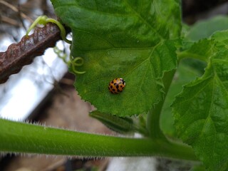 Ladybug Crawling on Vibrant Green Leaf
