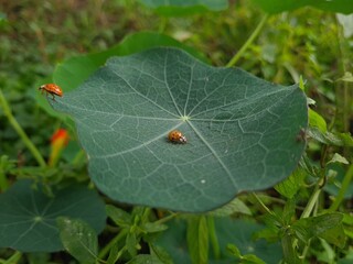 Ladybug Crawling on Vibrant Green Leaf
