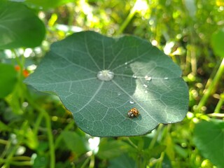 Ladybug Crawling on Vibrant Green Leaf
