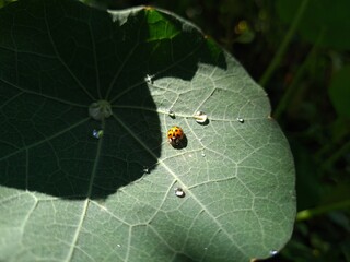 Ladybug Crawling on Vibrant Green Leaf
