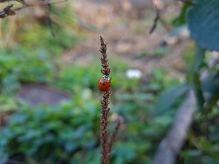 Ladybug Crawling on Green Stem