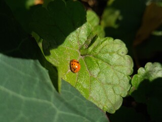 Ladybug Crawling on Vibrant Green Leaf