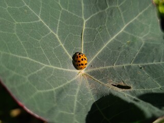 Ladybug Crawling on Vibrant Green Leaf