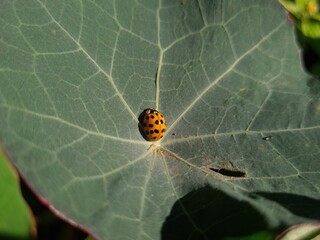Ladybug Crawling on Vibrant Green Leaf
