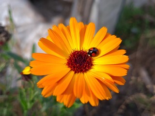 Ladybug on Vibrant Calendula Flower Petals