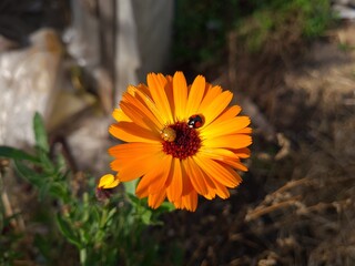 Ladybug on Vibrant Calendula Flower Petals