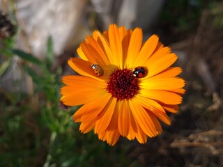 Ladybug on Vibrant Calendula Flower Petals