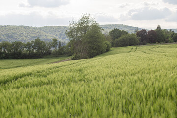 Fototapeta premium Idyllic landscape in Bad Sooden-Allendorf with light green field of barley, trees and mountain peaks in the background. . High quality photo