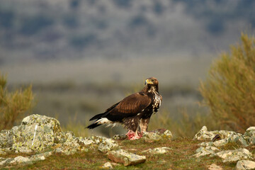 Un joven aguila real en la sierra abulense con una presa